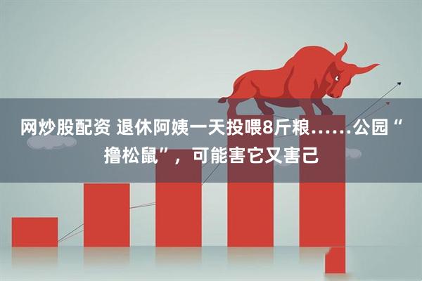 网炒股配资 退休阿姨一天投喂8斤粮……公园“撸松鼠”，可能害它又害己